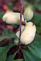 american persimmon